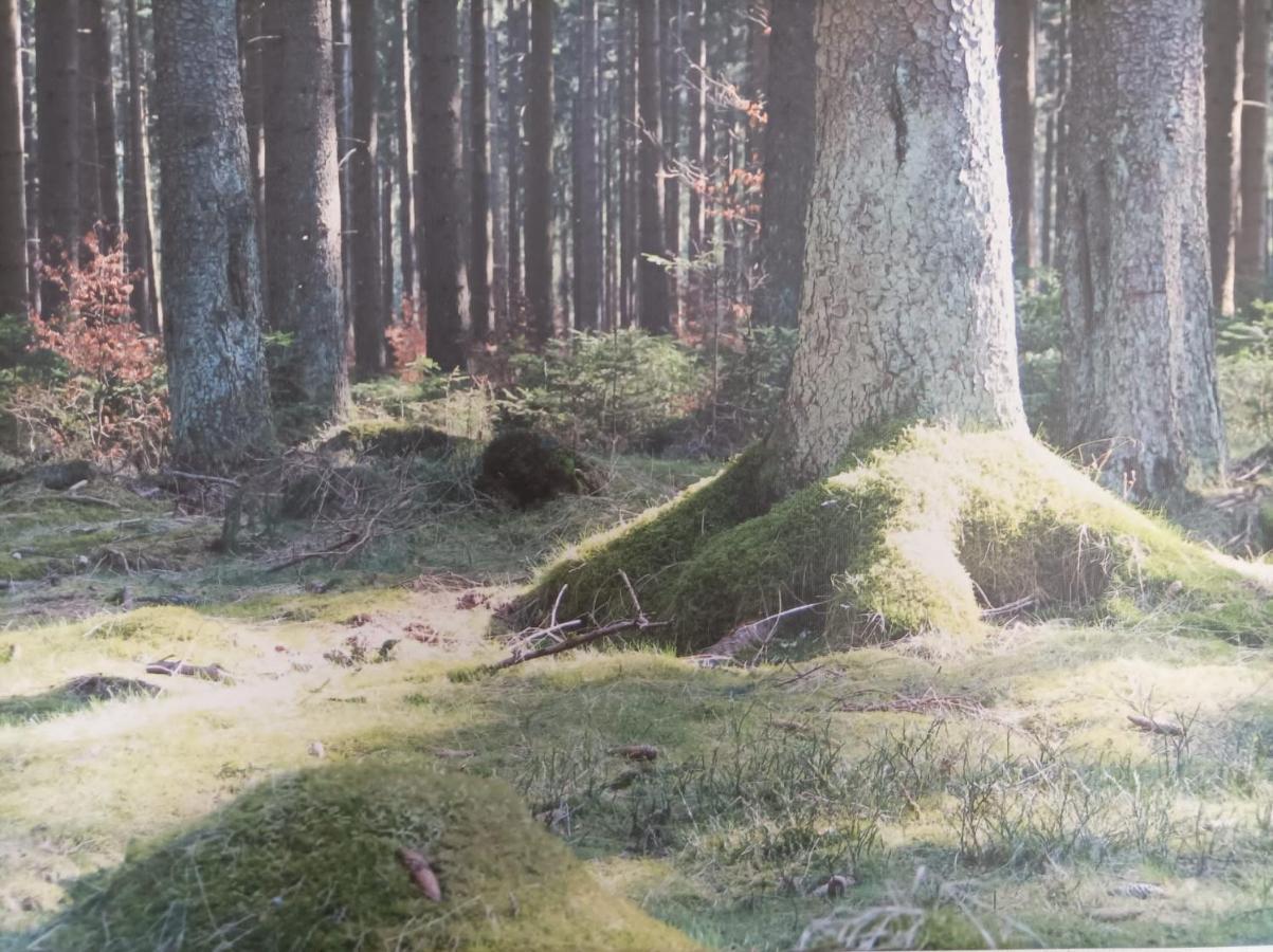 Ferienresidenz Wurmbergblick Braunlage Exterior foto